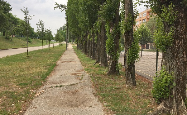 Új fákat ültetnek a Rádió lakótelepen - forrás: szekesfehervar.hu