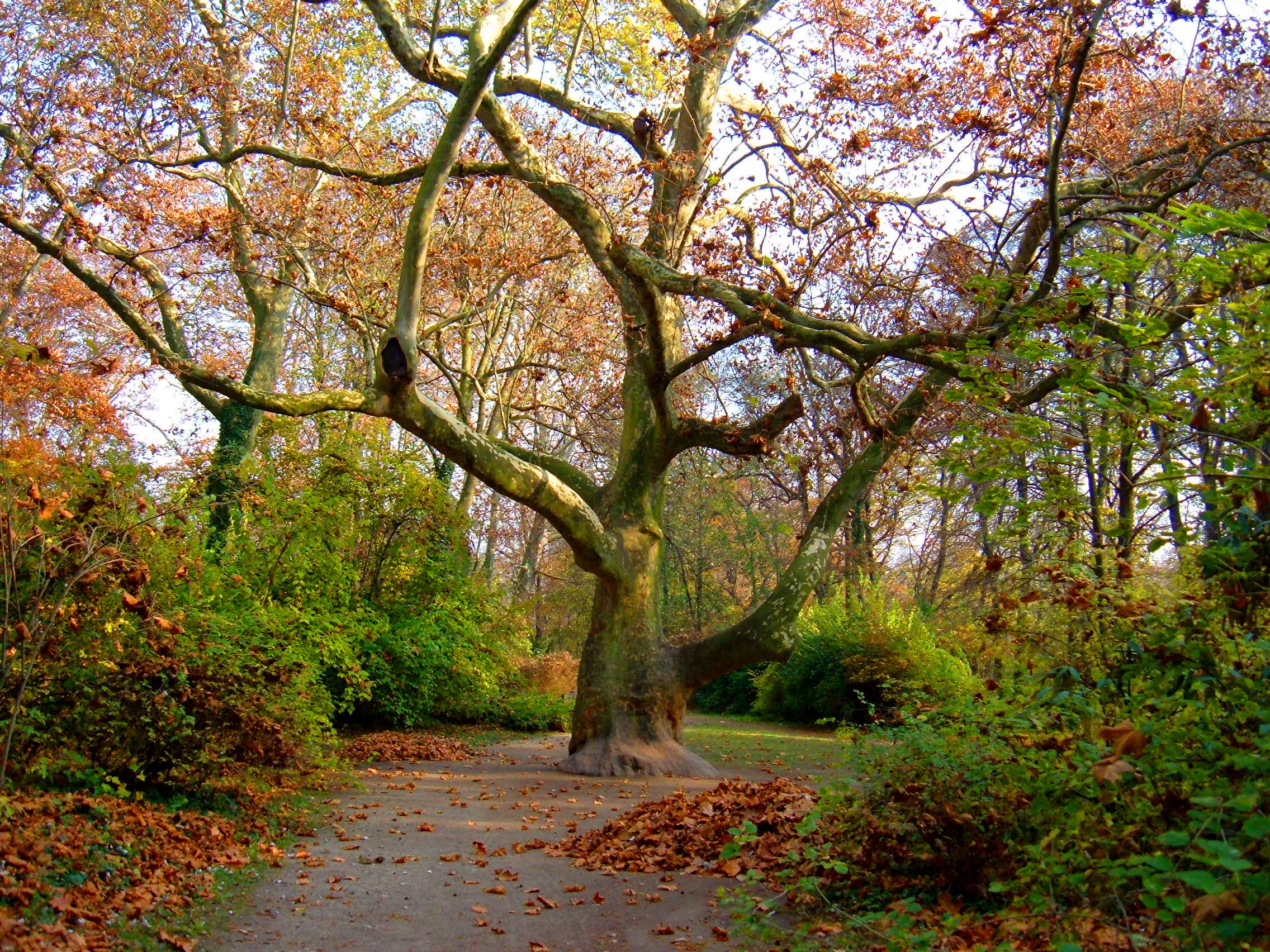 Séta az arborétumban