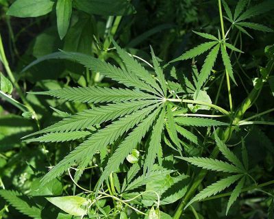 A ház a termesztéshez volt berendezve cannabis