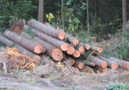 A kidőlt fákat kitermelik fa