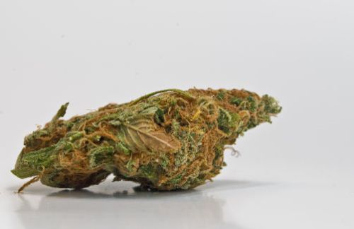 cannabis