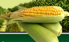 A székesfehérvári cég szerint is GMO mentességre kell törekedni