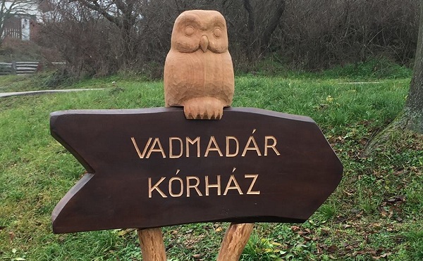 Komoly műtéteket végez a székesfehérvári Vadmadárkórház