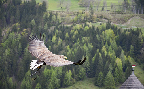 Modern felszereltségű Vad- és madármentő központot hoztak létre Székesfehérváron 